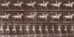 Animal Locomotion : Cheval blanc au pas (toiles sur châssis) Toiles Sur Châssis|Toiles Sans Cadre