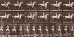 Animal Locomotion : Cheval blanc au pas (panneaux aluminium)