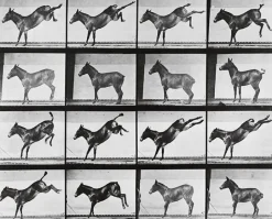 Animal Locomotion : Ruade d'un âne (panneaux acryliques)