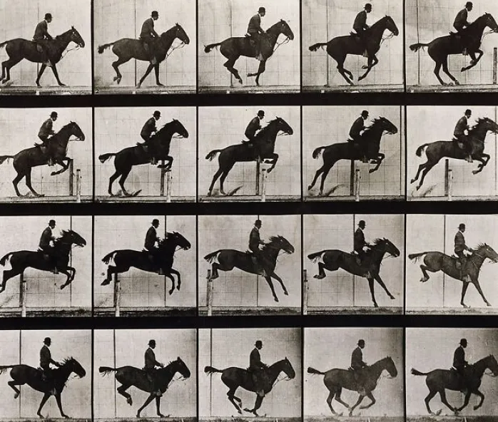 Animal Locomotion : Saut d'obstacle, cheval noir (panneaux aluminium)