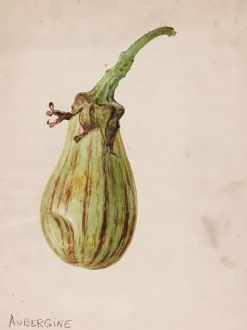 Discount Aubergine - Solanum melongena (toiles sur châssis) Toiles Sur Châssis|Panneaux Aluminium