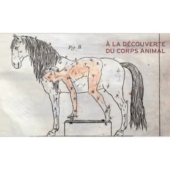 Beautés intérieures - L'animal à corps ouvert