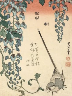 Bergeronnette et glycine (toiles sans cadre)