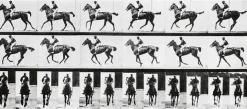 Cheval au galop (affiches d'art encadrées)