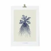 Sale Décoration murale Herbier du roi A3 - Bleue - Maison Baluchon Affiches Et Reproductions