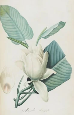 Description des plantes rares que l'on cultive à Navarre et à Malmaison II/II (toiles encadrées)