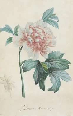 Description des plantes rares que l'on cultive à Navarre et à Malmaison I/II (panneaux aluminium)