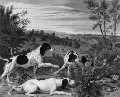 Sale Estampe Bonne, Nonne et Ponne, chiennes de la meute de Louis XIV - François Desportes Chefs D'Œuvre Des Musées