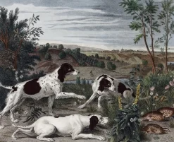 Sale Estampe Bonne, Nonne et Ponne, chiennes de la meute de Louis XIV - François Desportes Chefs D'Œuvre Des Musées