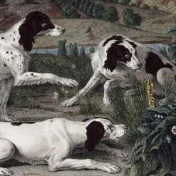 Sale Estampe Bonne, Nonne et Ponne, chiennes de la meute de Louis XIV - François Desportes Chefs D'Œuvre Des Musées