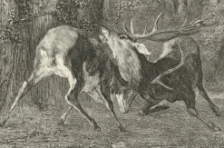 Estampe Combat de cerfs - Gustave Courbet