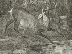 Estampe Combat de cerfs - Gustave Courbet