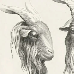 Estampe Deux têtes de bouc