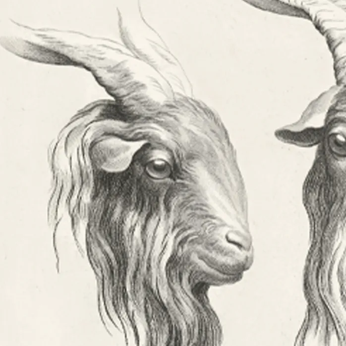 Estampe Deux têtes de bouc