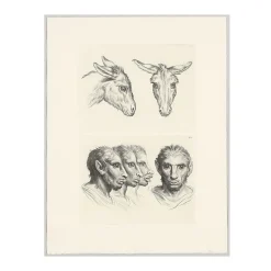 Estampe Deux têtes d'âne et Têtes d'homme à faciès d'âne