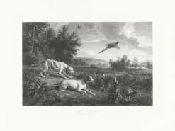 Estampe Diane et Blonde, chiennes de Louis XIV, chassant le faisan - François Desportes