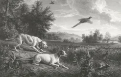 Estampe Diane et Blonde, chiennes de Louis XIV, chassant le faisan - François Desportes