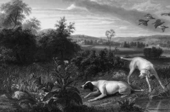 Estampe Folle et Mitte, chiennes de Louis XIV, à l'arrêt devant deux faisans - François Desportes
