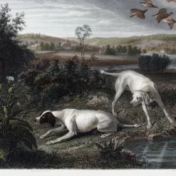Estampe Folle et Mitte, chiennes de Louis XIV, à l'arrêt devant deux faisans - François Desportes