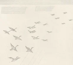 Estampe Le Vol de canards (Grande Brière) - Jean-Emile Laboureur