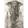 Estampe Paul Jouve - Éléphant du temple de Siva (Indes anglaises)