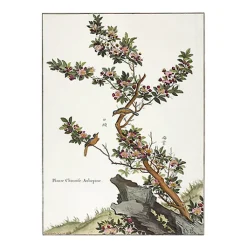 Best Estampe Plante chinoise - Aubépine Nature, Fleurs Et Paysages