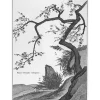 Sale Estampe Plante chinoise Aubépine Nature, Fleurs Et Paysages
