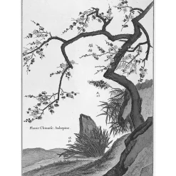 Sale Estampe Plante chinoise Aubépine Nature, Fleurs Et Paysages