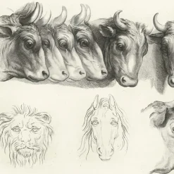 Estampe Têtes de bœufs, de lion et de cheval