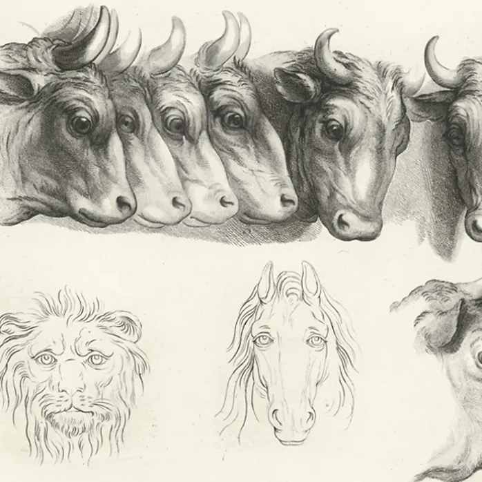 Estampe Têtes de bœufs, de lion et de cheval