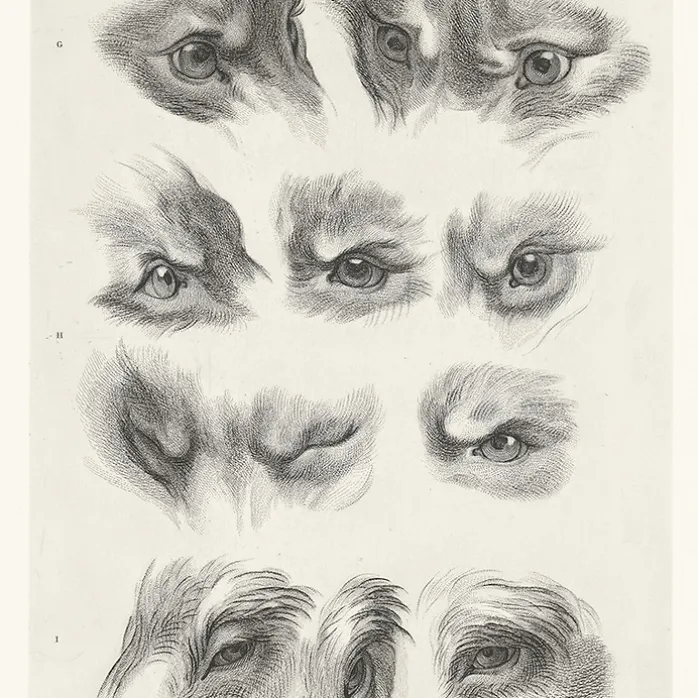 Estampe Yeux de loup, de renard et de pourceau