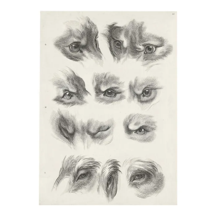 Estampe Yeux de loup, de renard et de pourceau