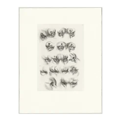 Outlet Estampe Yeux de tigre, de loup-cervier et de chat Nature, Fleurs Et Paysages