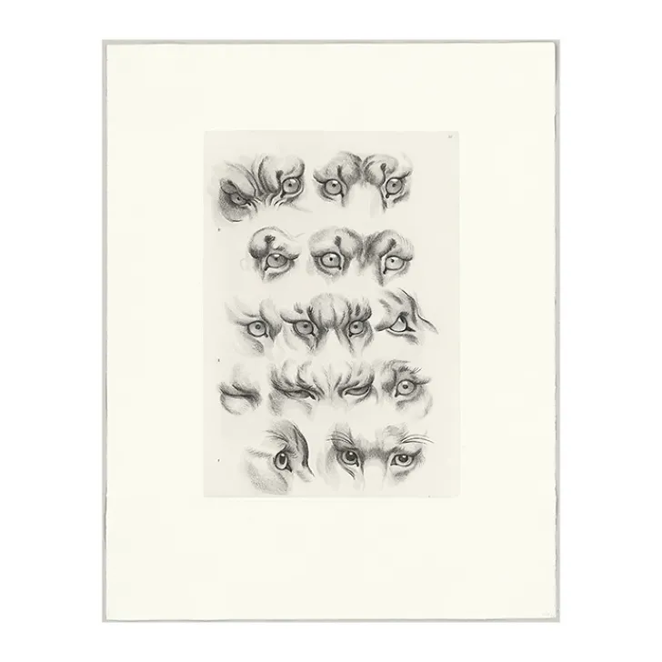 Outlet Estampe Yeux de tigre, de loup-cervier et de chat Nature, Fleurs Et Paysages