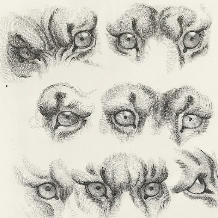 Outlet Estampe Yeux de tigre, de loup-cervier et de chat Nature, Fleurs Et Paysages