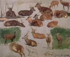 Best Etude de cerf ; 19 esquisses (affiches d'art) Affiches D'Art|Toiles Encadrées