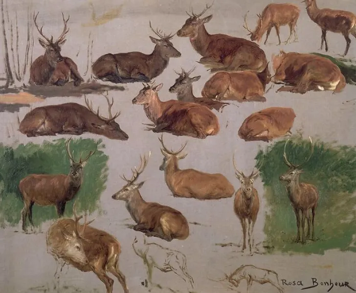 Best Etude de cerf ; 19 esquisses (affiches d'art) Affiches D'Art|Toiles Encadrées
