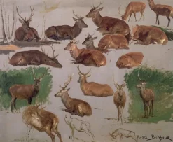 Etude de cerf ; 19 esquisses (toiles sur châssis)