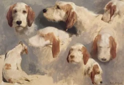 Etude de chien de chasse ; 8 esquisses (toiles sans cadre)