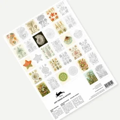 Hot Livret de coloriage pour enfants et adultes Art de la nature Haeckel - The Pepin Press Loisirs Créatifs