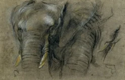 Éléphant du Congo vu de face (panneaux aluminium)