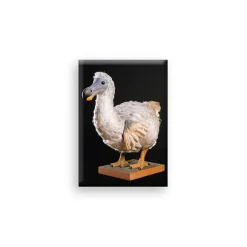Magnet - Dodo