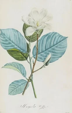 Magnolia yulan (toiles sur châssis)