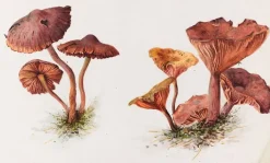 Mousserons et chanterelles (panneaux aluminium)