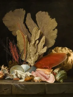 Panaches de mer, lithophytes et coquilles (panneaux acryliques)