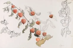 Physalis (toiles sur châssis)