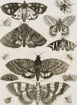 Online Planche d'insectes (toiles encadrées) Toiles Encadrées|Toiles Sur Châssis