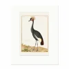Clearance Reproduction sous Marie-Louise Nicolas Robert - Grue couronnée Affiches Et Reproductions
