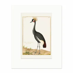 Clearance Reproduction sous Marie-Louise Nicolas Robert - Grue couronnée Affiches Et Reproductions