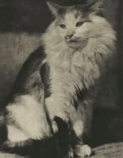 The Cat (toiles sur châssis)